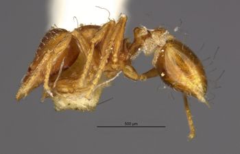 Media type: image;   Entomology 22432 Aspect: habitus lateral view